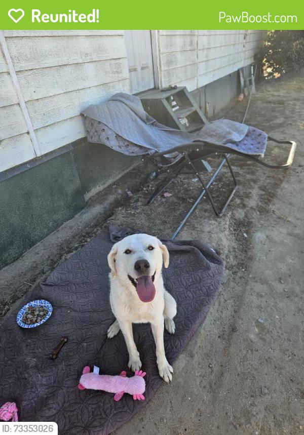Reunited Female Dog last seen Grayson rd, Modesto, CA 95358