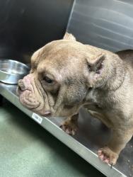 Shelter Stray Female Dog last seen Near Barkley Ave, Bronx, NY 10465, BRONX, NY, 10465, 326 E 110th St, New York, NY 10029, USA