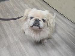 Shelter Stray Male Dog last seen Near College Boulevard, Oceanside, CA, 92056, Oceanside, CA 92058, USA