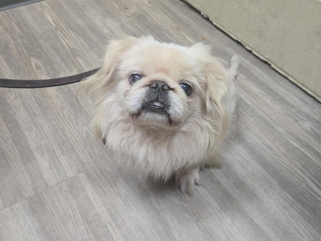 Shelter Stray Male Dog last seen Near College Boulevard, Oceanside, CA, 92056, Oceanside, CA 92058, USA