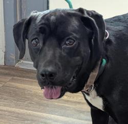 Shelter Stray Female Dog last seen ., San Diego, CA, 92101, 5500 Gaines St, San Diego, CA 92110, USA