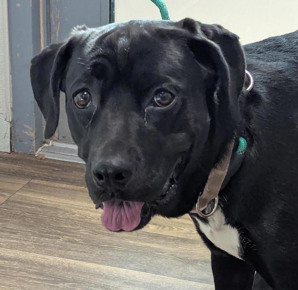 Shelter Stray Female Dog last seen ., San Diego, CA, 92101, 5500 Gaines St, San Diego, CA 92110, USA