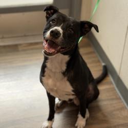 Shelter Stray Female Dog last seen Mira Mesa High School, San Diego, CA, 92126, 5500 Gaines St, San Diego, CA 92110, USA