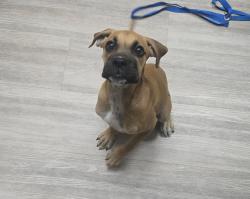 Shelter Stray Female Dog last seen Near Mission Avenue, Oceanside, CA, 92054, Oceanside, CA 92058, USA