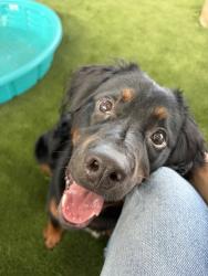 Shelter Stray Male Dog last seen Imperial Avenue, San Diego, CA, 92114, 5500 Gaines St, San Diego, CA 92110, USA