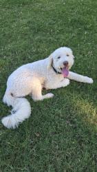 Found/Stray Male Dog last seen Bethany Home Rd and 7th ave, Phoenix, AZ 85013
