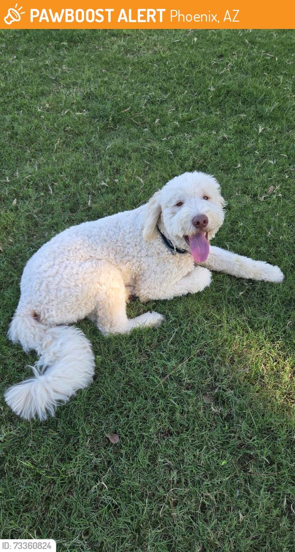 Found/Stray Male Dog last seen Bethany Home Rd and 7th ave, Phoenix, AZ 85013