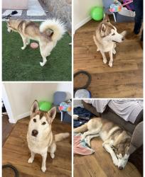 Found/Stray Male Dog last seen N Zaragoza S, El Paso, TX 79938