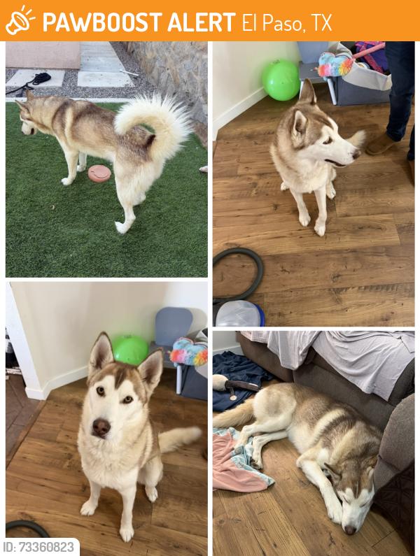 Found/Stray Male Dog last seen N Zaragoza S, El Paso, TX 79938