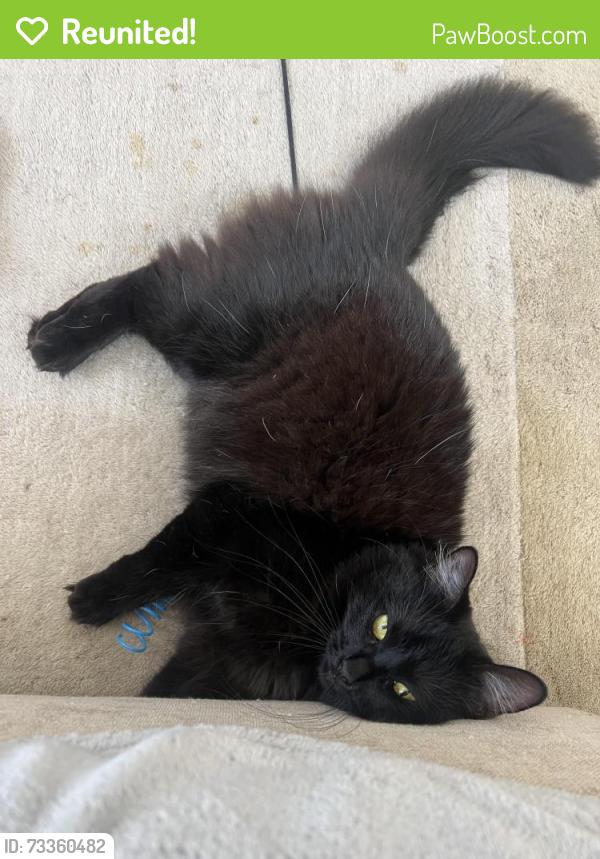 Reunited Female Cat last seen 8th and Brannan, San Francisco, CA 94103