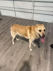 Reunited Male Dog last seen Briar Forest and Hayes Rd, Village West neighborhood, Houston, TX 77077