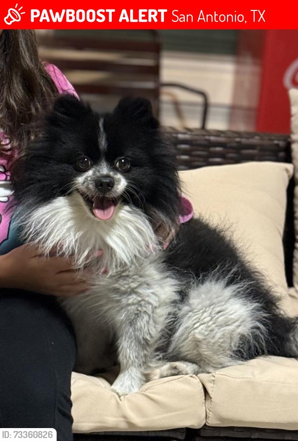 Lost Male Dog last seen Near Paluxy trl 78253, San Antonio, TX 78253