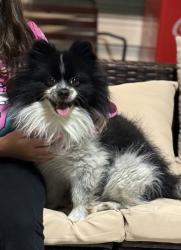 Lost Male Dog last seen Near Paluxy trl 78253, San Antonio, TX 78253