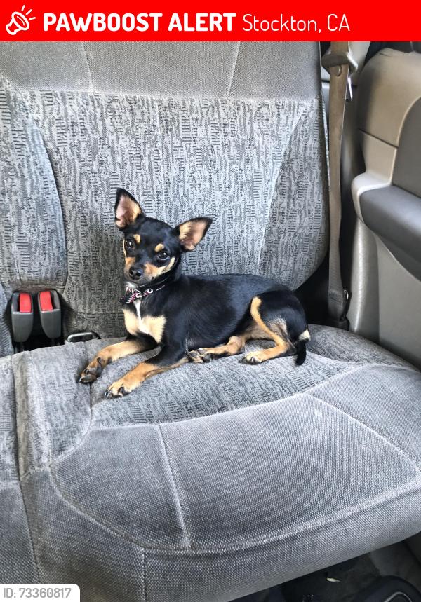 Lost Female Dog last seen Waterloo Road and Sanguinetti lane, Stockton, CA 95205