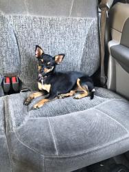 Lost Female Dog last seen Waterloo Road and Sanguinetti lane, Stockton, CA 95205