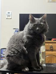 Reunited Female Cat last seen Heading towards the train tracks in minoa, Minoa, NY 13116