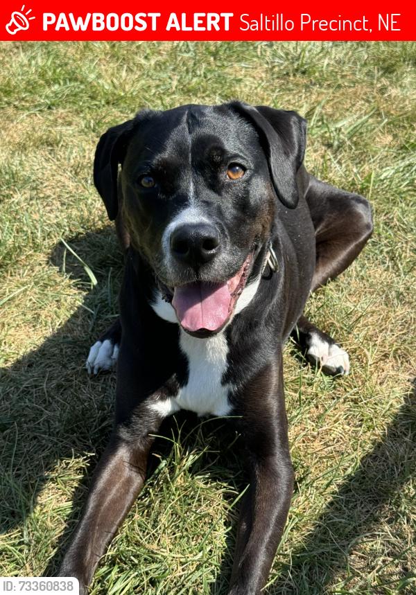 Lost Female Dog last seen S 68th St. & Wittstruck, Saltillo Precinct, NE 68430