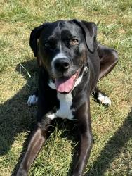 Lost Female Dog last seen S 68th St. & Wittstruck, Saltillo Precinct, NE 68430