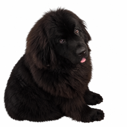 Reunited Female Dog last seen Derby Dr, Deltona, FL, Deltona, FL 32738