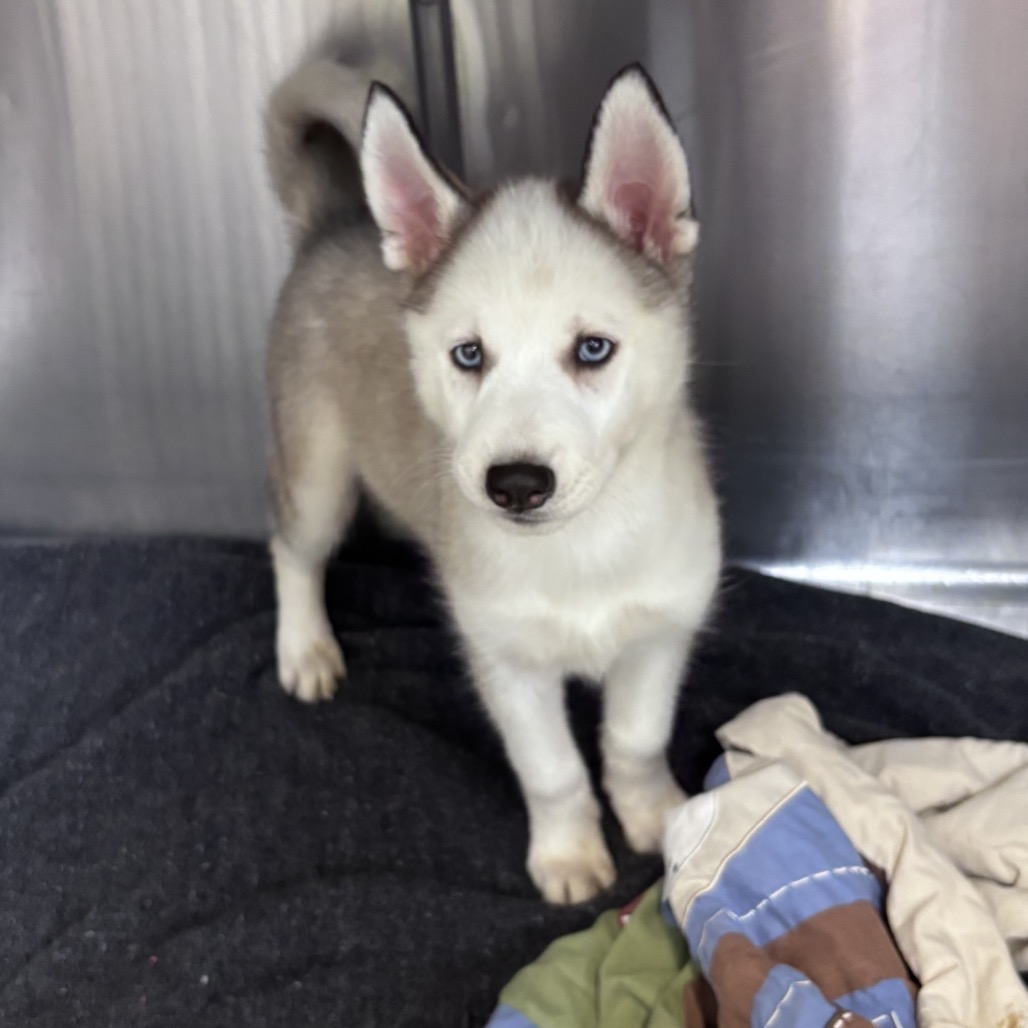 Shelter Stray Female Dog last seen , 5801 Graye Ln, Caldwell, ID 83607, USA