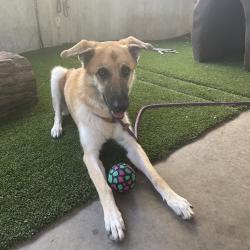 Shelter Stray Female Dog last seen , 361 S Raymond Ave, Pasadena, CA 91105, USA