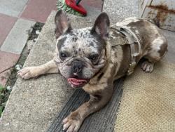 Reunited Male Dog last seen Lantry Way in Aldine, Houston, TX 77038