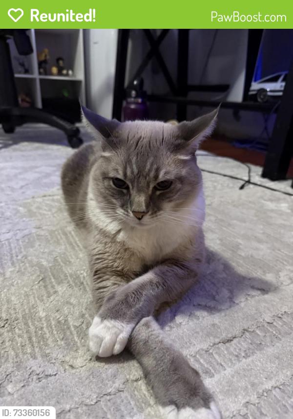 Reunited Male Cat last seen Loma Alta Dr, Santa Clara, CA 95051, USA, Santa Clara, CA 95051