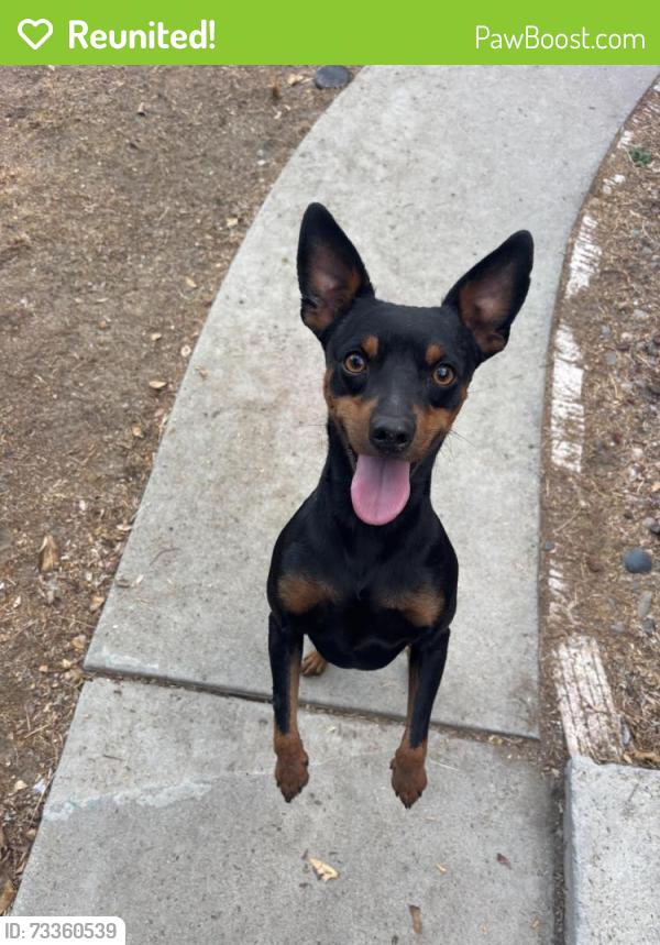 Reunited Male Dog last seen sun valley avenue, Livingston, CA 95334