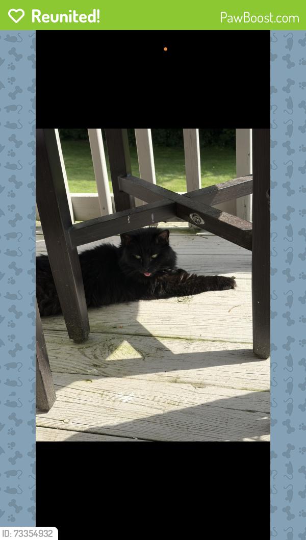 Reunited Female Cat last seen Oronoke Ridge cndmniums, Waterbury, CT 06708
