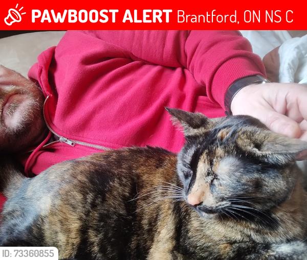 Lost Female Cat last seen Rawdon St. and Sarah St, Brantford, ON N3S 6C2