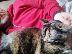 Lost Female Cat last seen Rawdon St. and Sarah St, Brantford, ON N3S 6C2