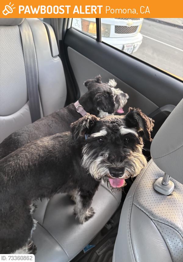 Found/Stray Male Dog last seen Mission between white and holt, Pomona, CA 91799