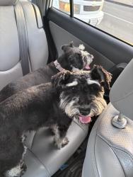 Found/Stray Male Dog last seen Mission between white and holt, Pomona, CA 91799