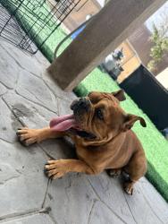 Found/Stray Female Dog last seen Vista verde elementary, Victorville, CA 92392