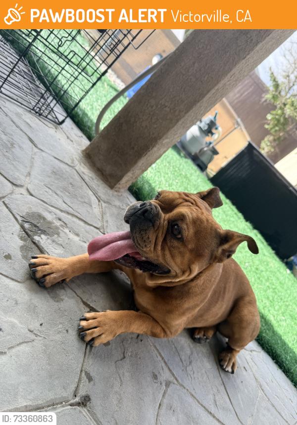 Found/Stray Female Dog last seen Vista verde elementary, Victorville, CA 92392
