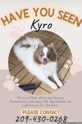 Lost Male Dog last seen Lighthouse dr and hammer lane, Stockton, CA 95219