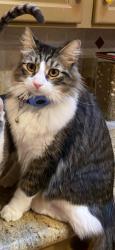 Lost Male Cat last seen Flower and Tustin on Eastside Costa Mesa, Costa Mesa, CA 92627