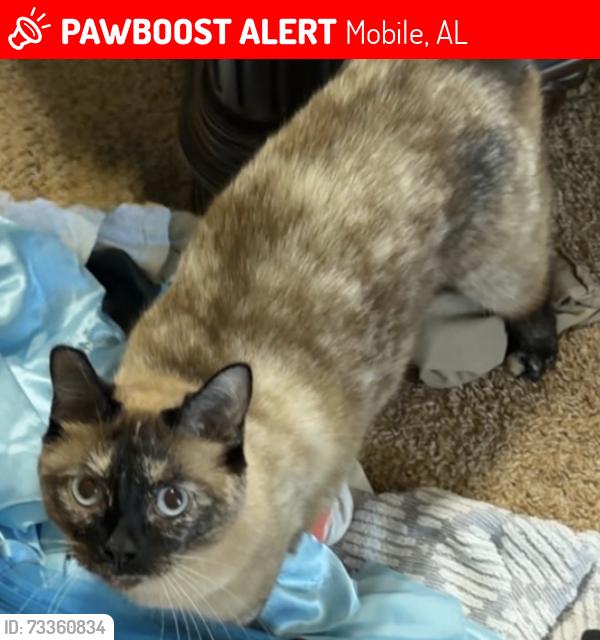 Lost Female Cat last seen Briargrove Subdivision/CR-36, Mobile, AL 36695