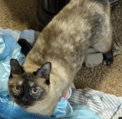 Lost Female Cat last seen Briargrove Subdivision/CR-36, Mobile, AL 36695