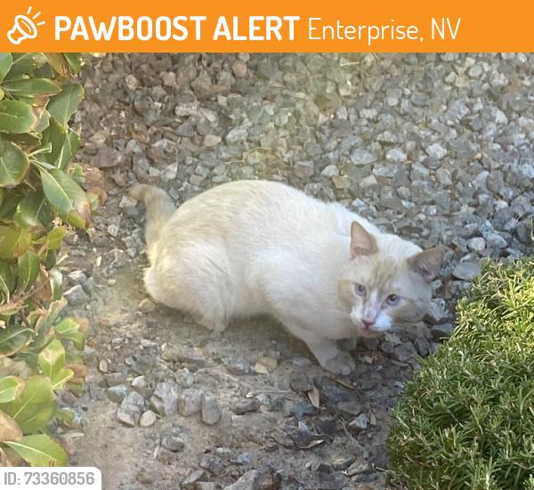 Found/Stray Unknown Cat last seen E Cactus & S Maryland, Enterprise, NV 89183