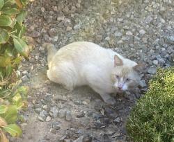 Found/Stray Unknown Cat last seen E Cactus & S Maryland, Enterprise, NV 89183