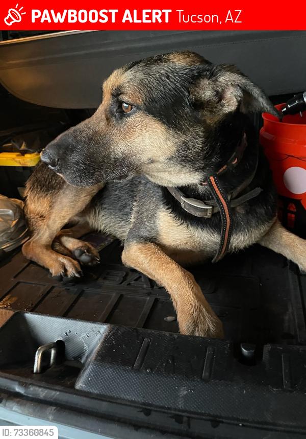 Lost Female Dog last seen Near E Mary Ann Cleveland Way, Tucson, AZ 85747, Tucson, AZ 85747