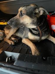 Lost Female Dog last seen Near E Mary Ann Cleveland Way, Tucson, AZ 85747, Tucson, AZ 85747