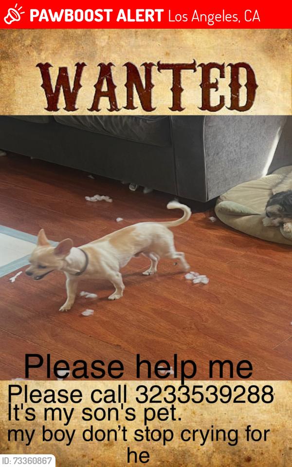 Lost Male Dog last seen West walton street, Los Angeles, CA 90018