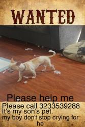 Lost Male Dog last seen West walton street, Los Angeles, CA 90018
