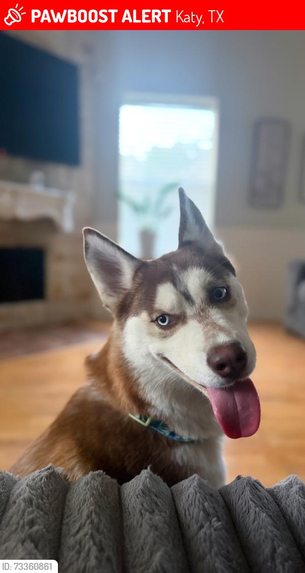 Lost Female Dog last seen Westpark Toll between Mason and Peek, Katy, TX 77450