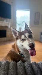 Lost Female Dog last seen Westpark Toll between Mason and Peek, Katy, TX 77450