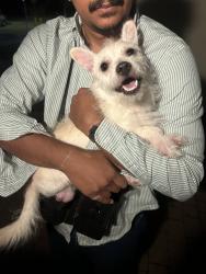 Found/Stray Male Dog last seen Saturn St & S Stanley Ave, Los Angeles, CA 90019