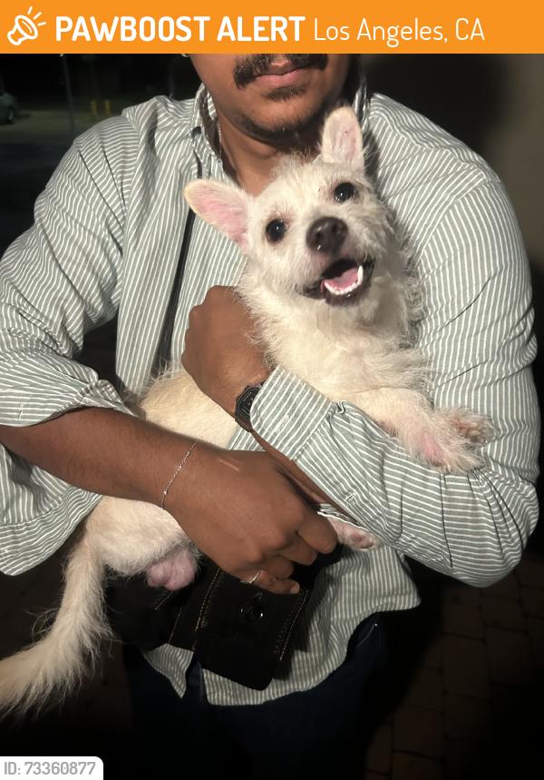 Found/Stray Male Dog last seen Saturn St & S Stanley Ave, Los Angeles, CA 90019