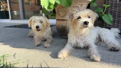 Found/Stray Unknown Dog last seen Near jesse owens park, Los Angeles, CA 90047